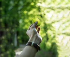 Hand haelt gruenes blatt – GLKB