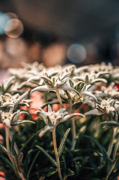 Nahaufnahme mehrerer weisser Edelweissblüten mit weichem Hintergrund und geringer Tiefenschärfe in natürlicher Umgebung.
