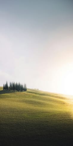 Elegante Zypressen auf sanften Feldern bei goldenem Sonnenlicht mit minimalistischer Landschaftsatmosphäre.