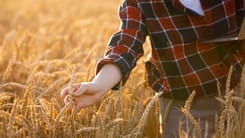 Person im Karohemd inspiziert Weizenhalme auf einem goldgelben Feld bei Sonnenuntergang mit Laptop in der Hand.