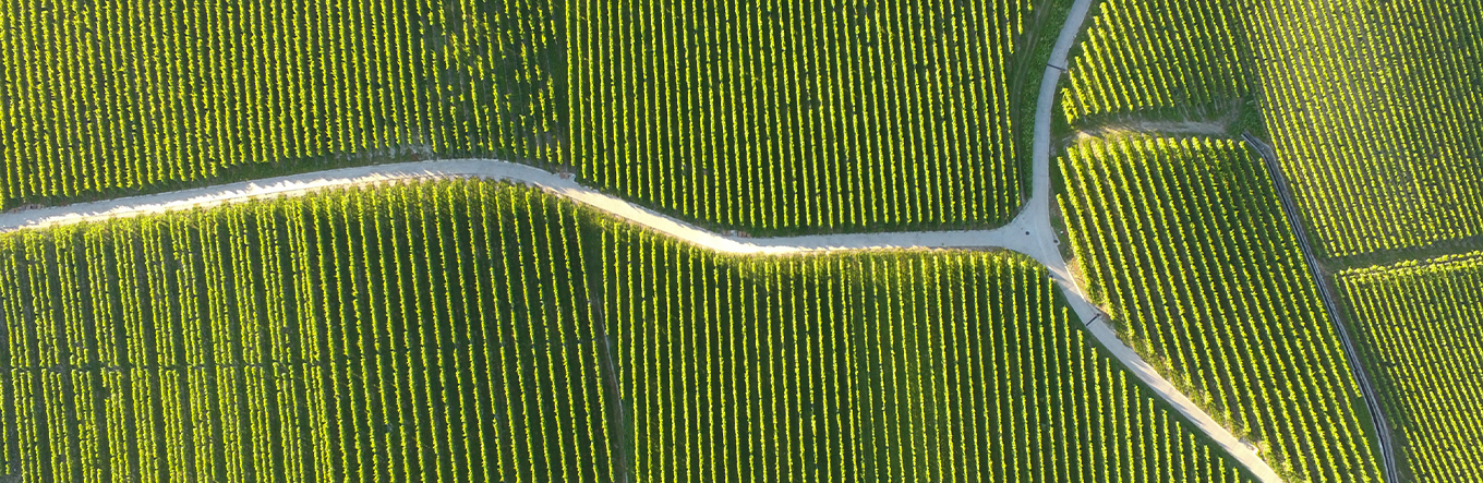 Abstrakte Luftaufnahme von mehreren kleinen Strassen in Mitten von Rebbergen