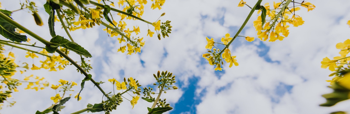 Gelbe Blumen in der Wiese mit blauem Himmel