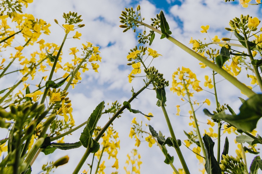 Gelbe Blumen in der Wiese mit blauem Himmel