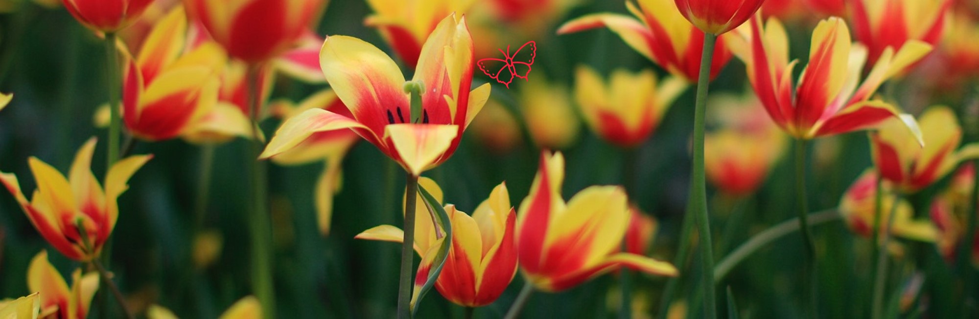Tulpen mit Schmetterling