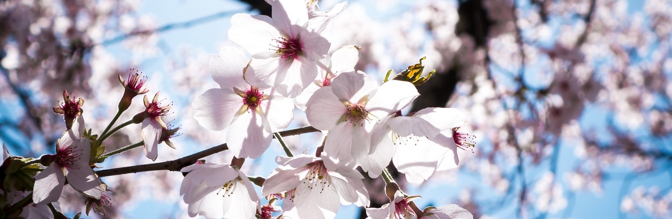 Blumen im Frühling